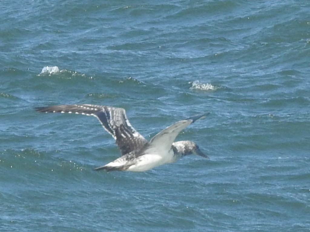 Australasian Gannet - ML426869631