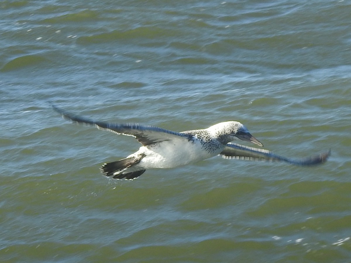 Australasian Gannet - ML426869651