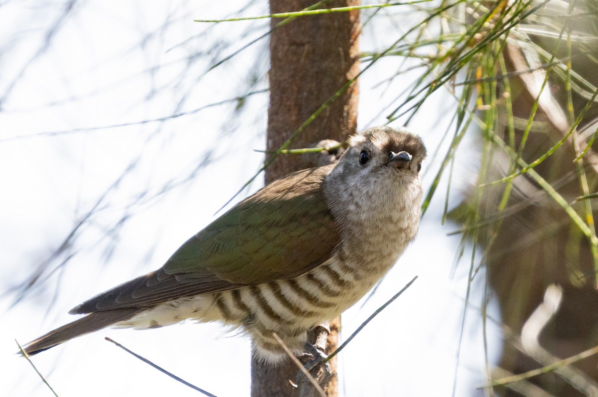 Shining Bronze-Cuckoo - ML426870421