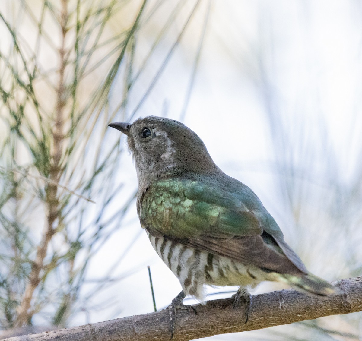 Shining Bronze-Cuckoo - Luke sbeghen