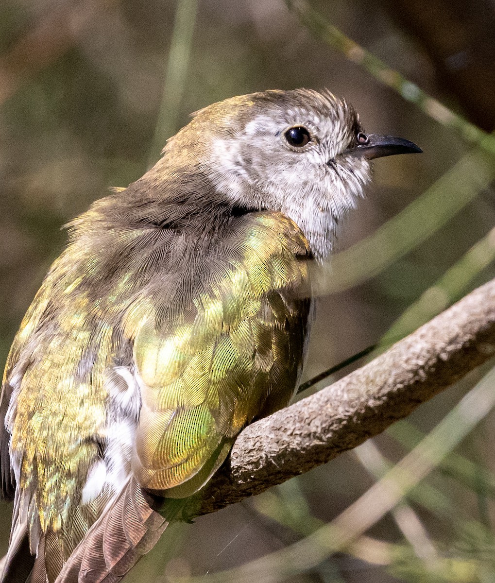 Shining Bronze-Cuckoo - Luke sbeghen