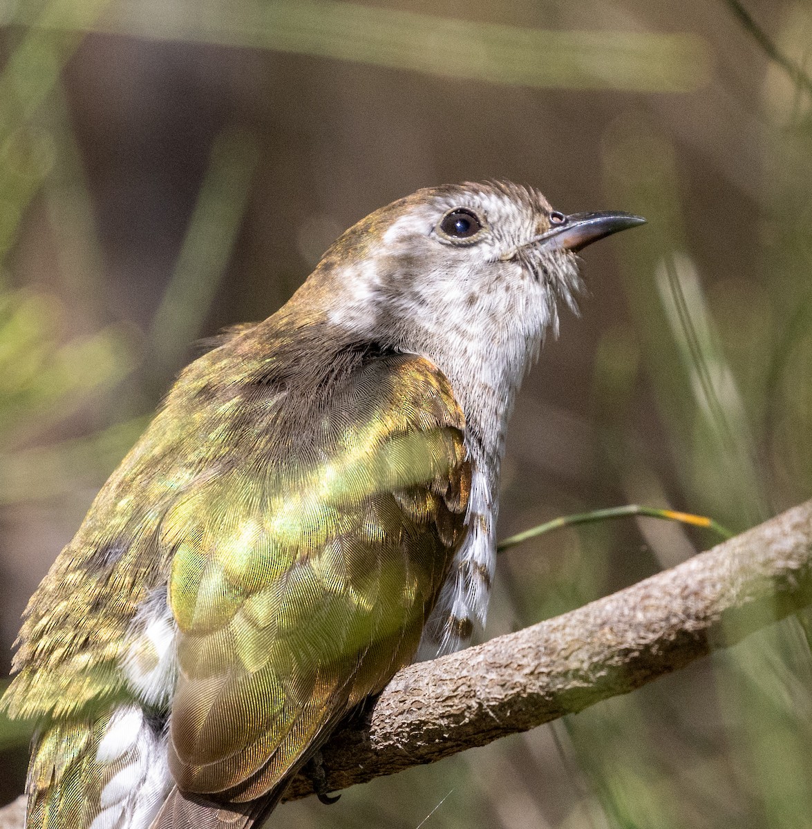 Shining Bronze-Cuckoo - Luke sbeghen