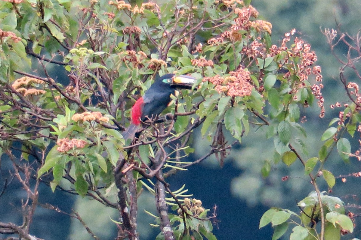 Many-banded Aracari - ML426871601