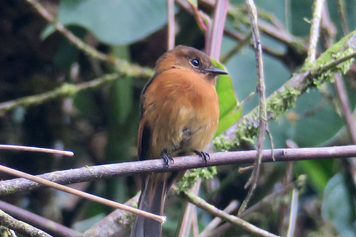 Cinnamon Flycatcher - ML426872511