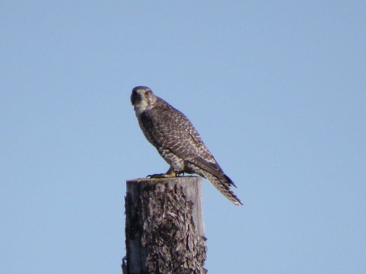 Gyrfalcon - ML42687301