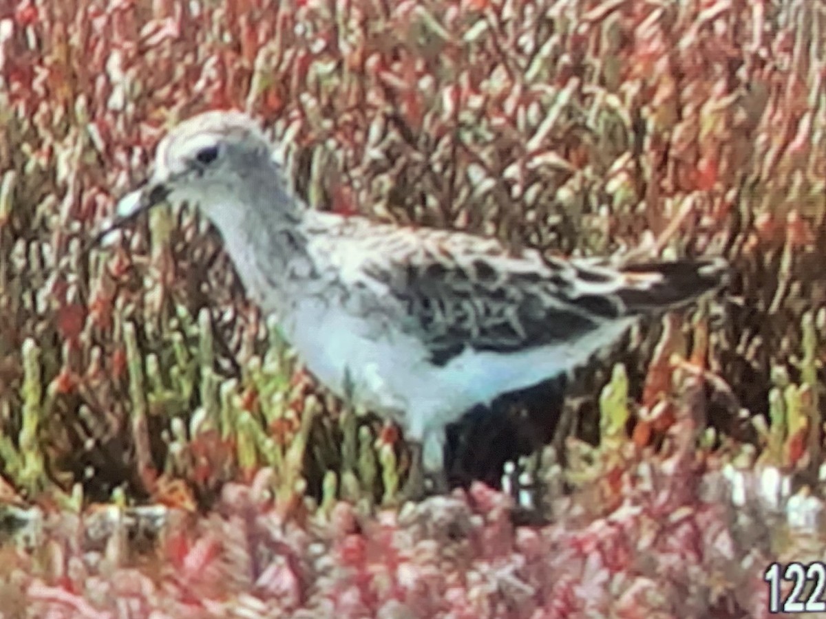 Long-toed Stint - ML426874071