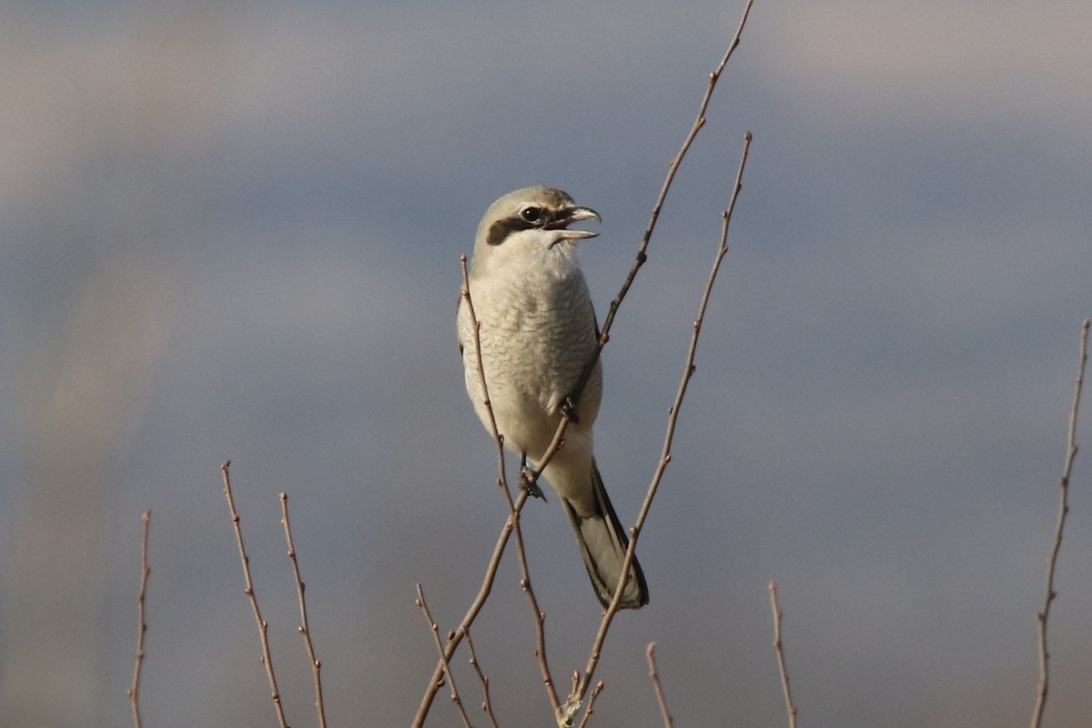 Northern Shrike - Brad Carlson