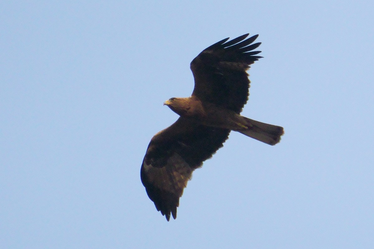 Booted Eagle - ML426876041