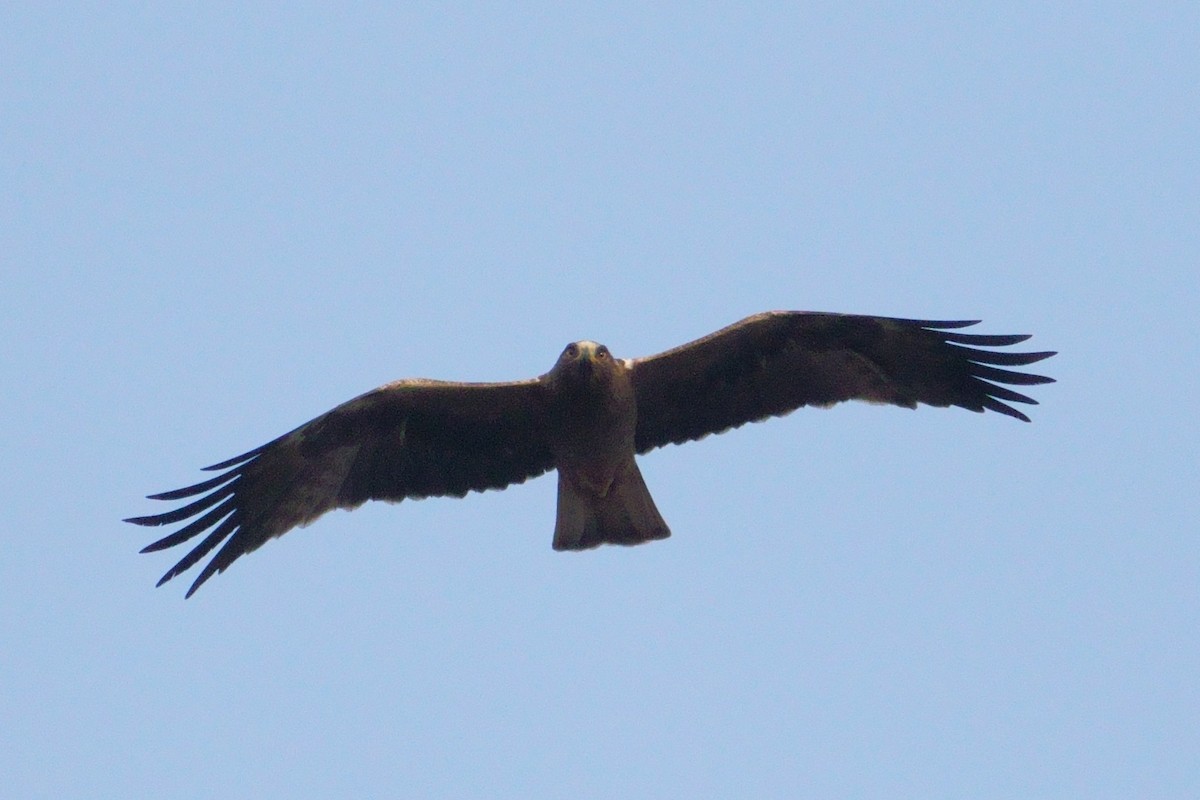 Booted Eagle - ML426876111