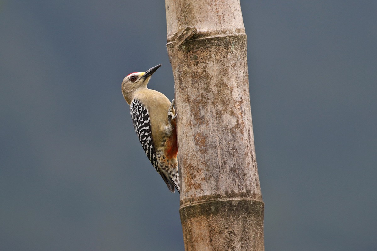 Red-crowned Woodpecker - ML426876211