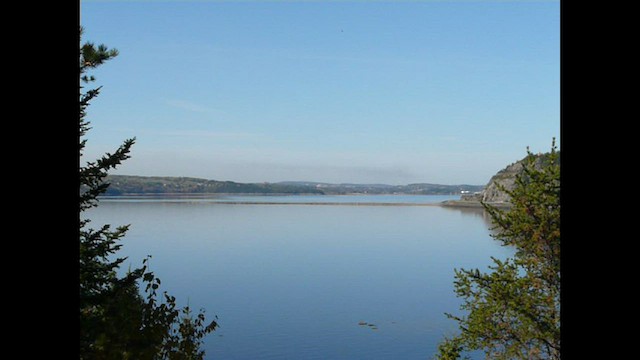 Mésange à tête brune - ML426876221