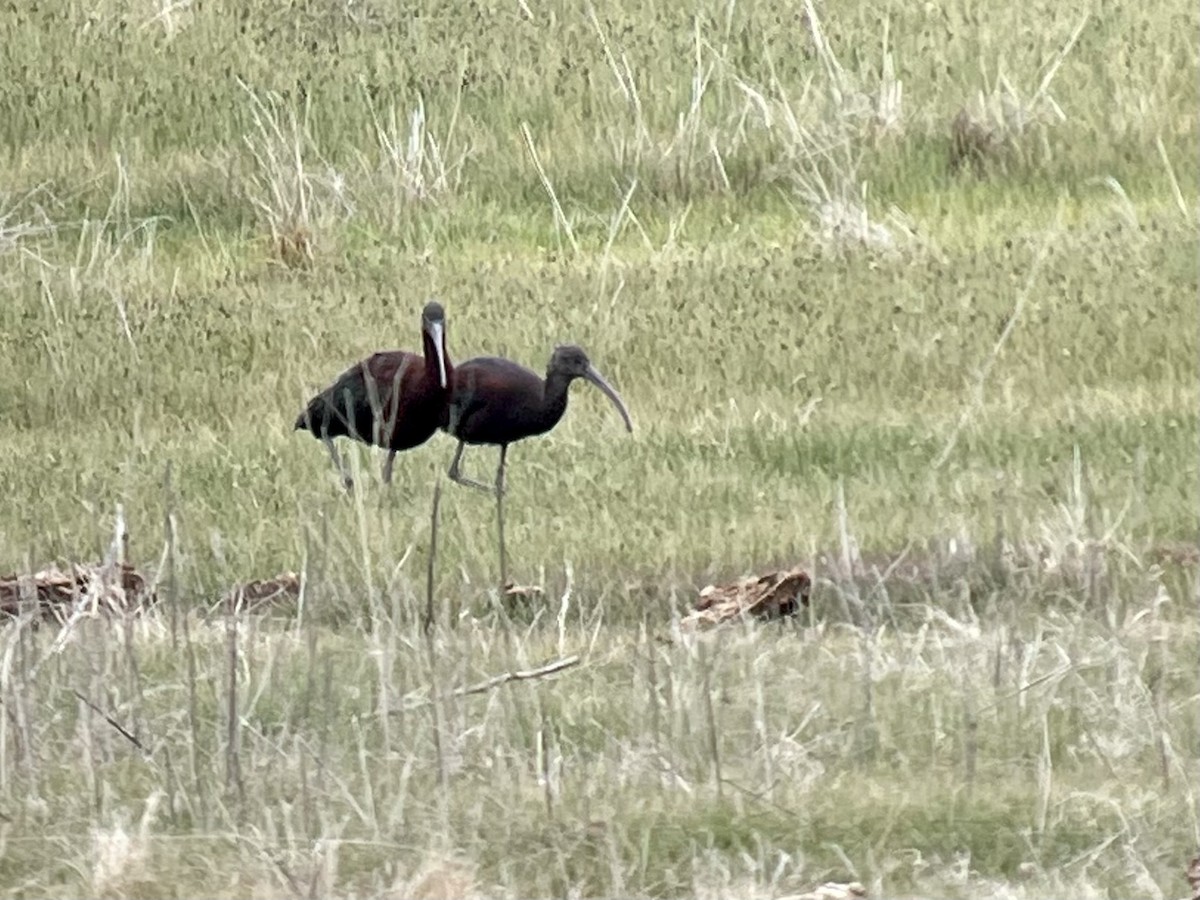 Glossy Ibis - Javier Atrio