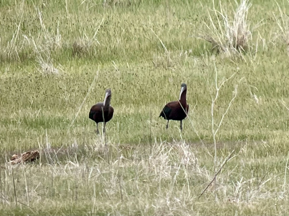 Glossy Ibis - ML426879461