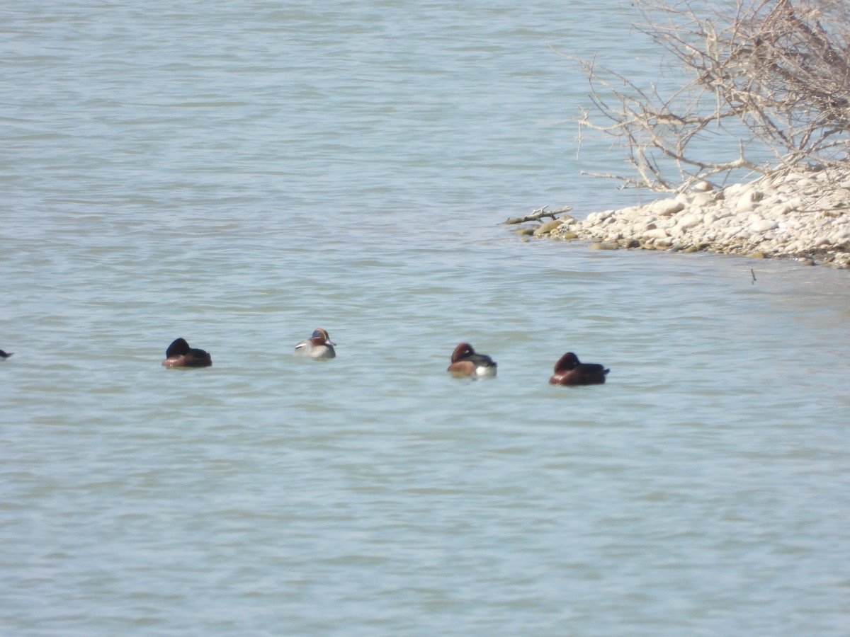 Green-winged Teal - ML426879891