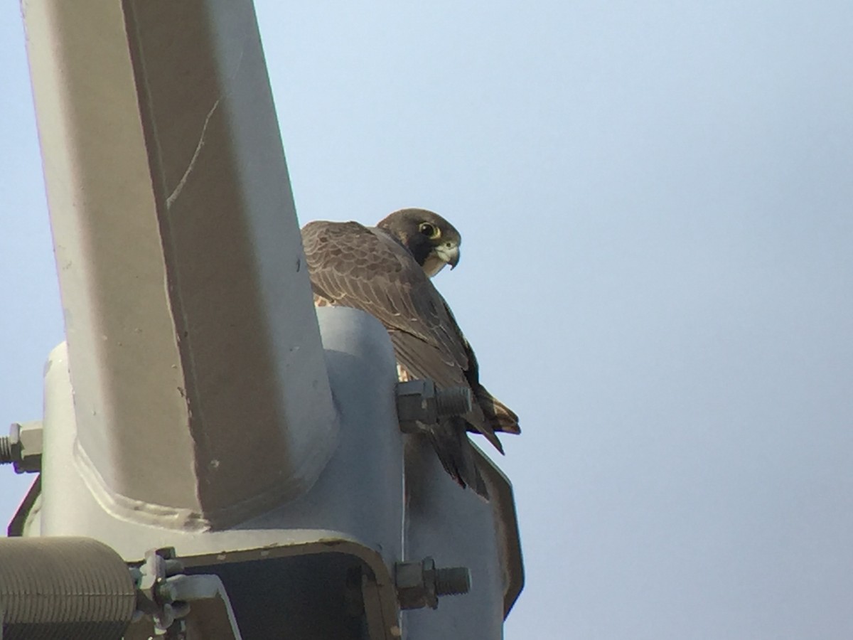 Peregrine Falcon - ML42688051
