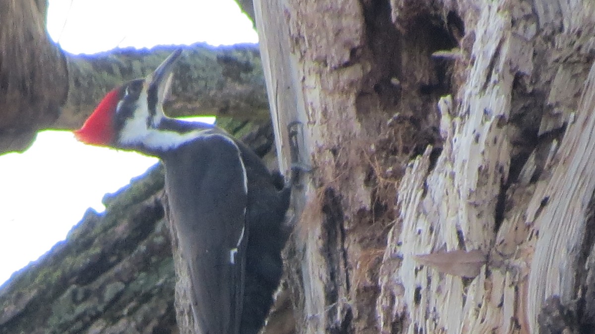 Pileated Woodpecker - ML426881251