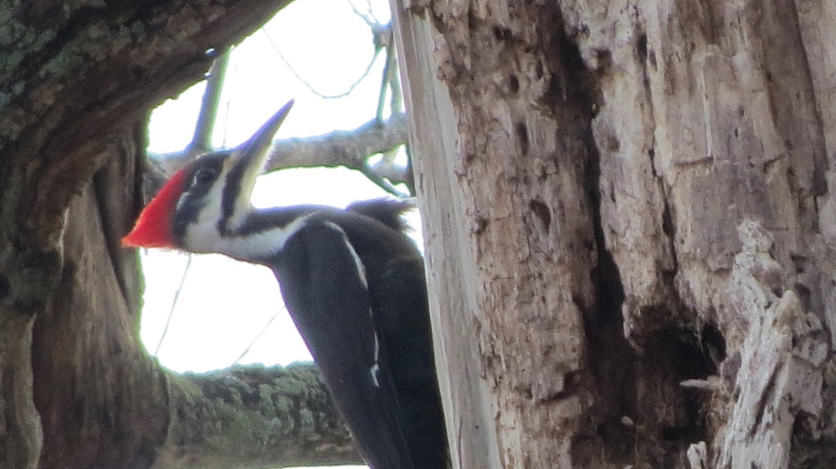 Pileated Woodpecker - ML426881271