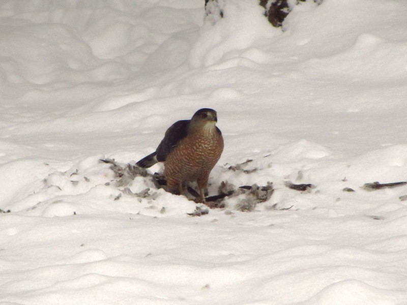 Cooper's Hawk - Barbara Taylor