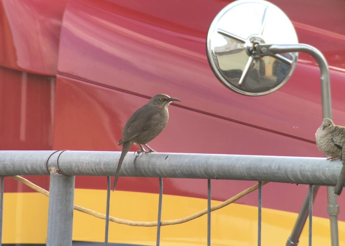 Curve-billed Thrasher - ML42688181