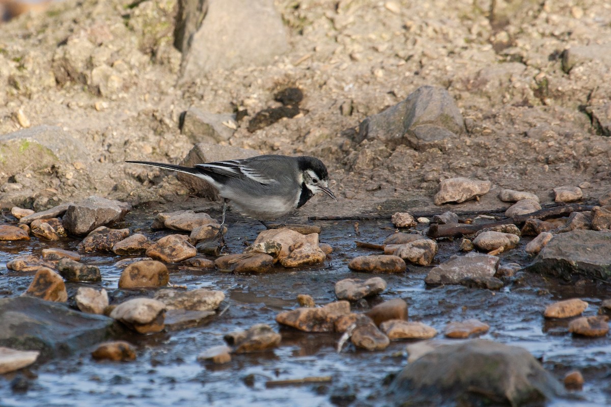 White Wagtail (British) - ML426881901