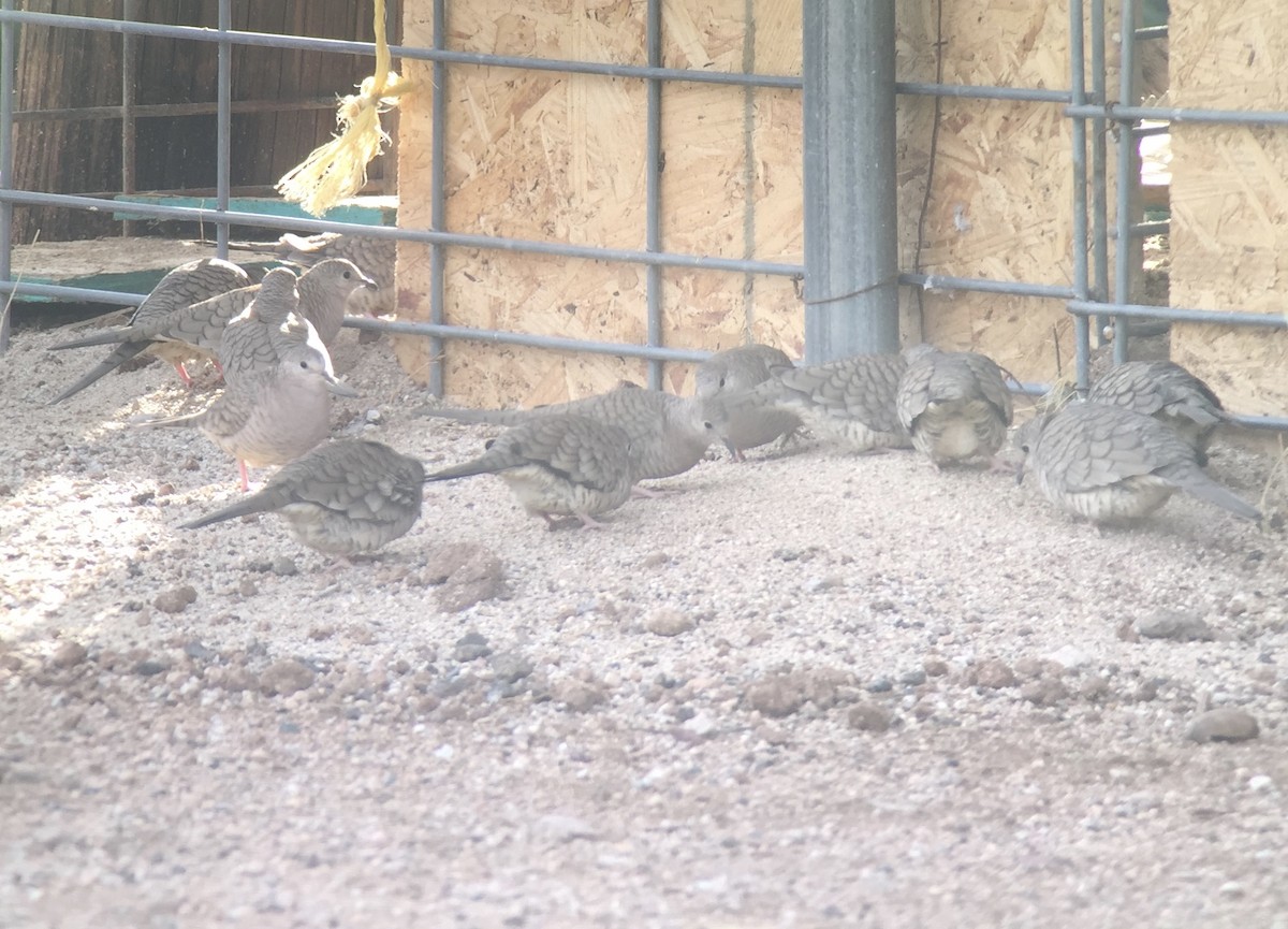 Inca Dove - ML42688201