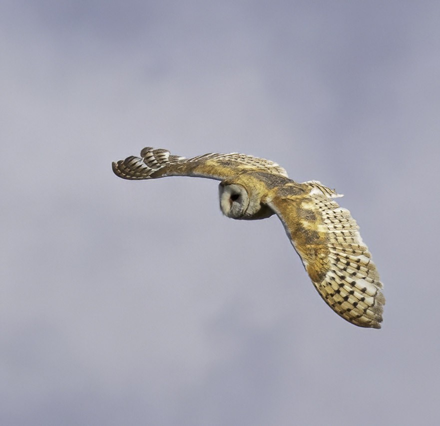 Barn Owl - ML426883381