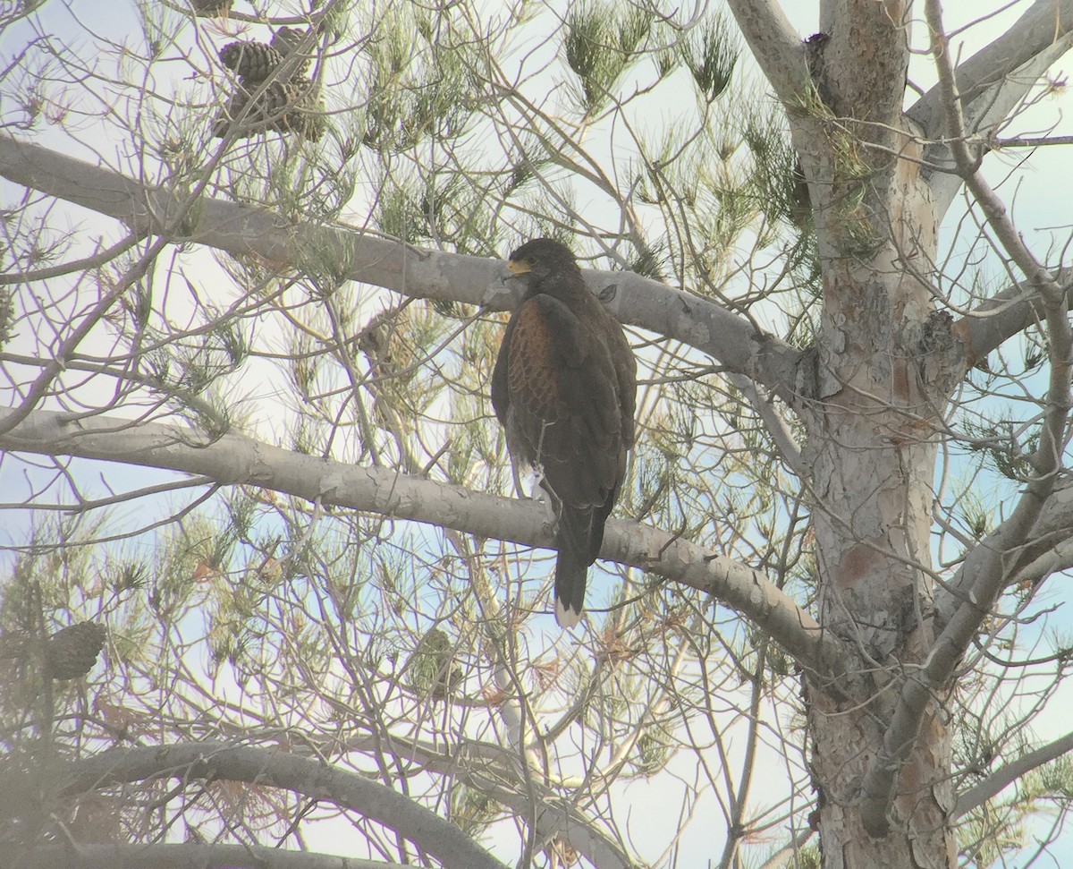 Harris's Hawk - ML42688371