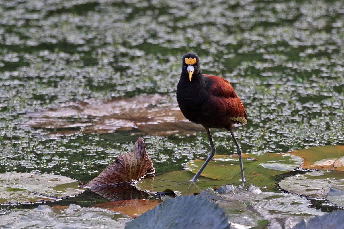 Jacana du Mexique - ML426883991