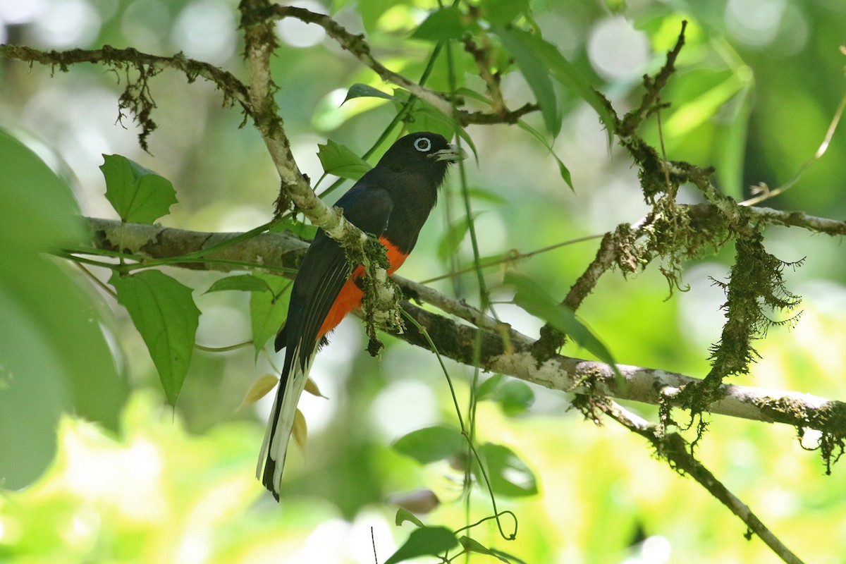 Baird's Trogon - Charley Hesse TROPICAL BIRDING