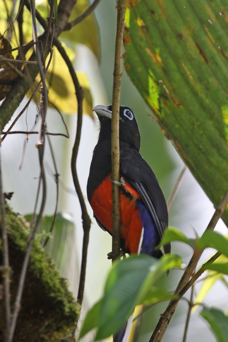 Baird's Trogon - Charley Hesse TROPICAL BIRDING