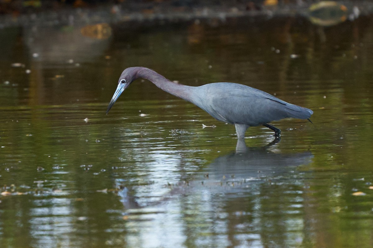 Little Blue Heron - Philip Cumming