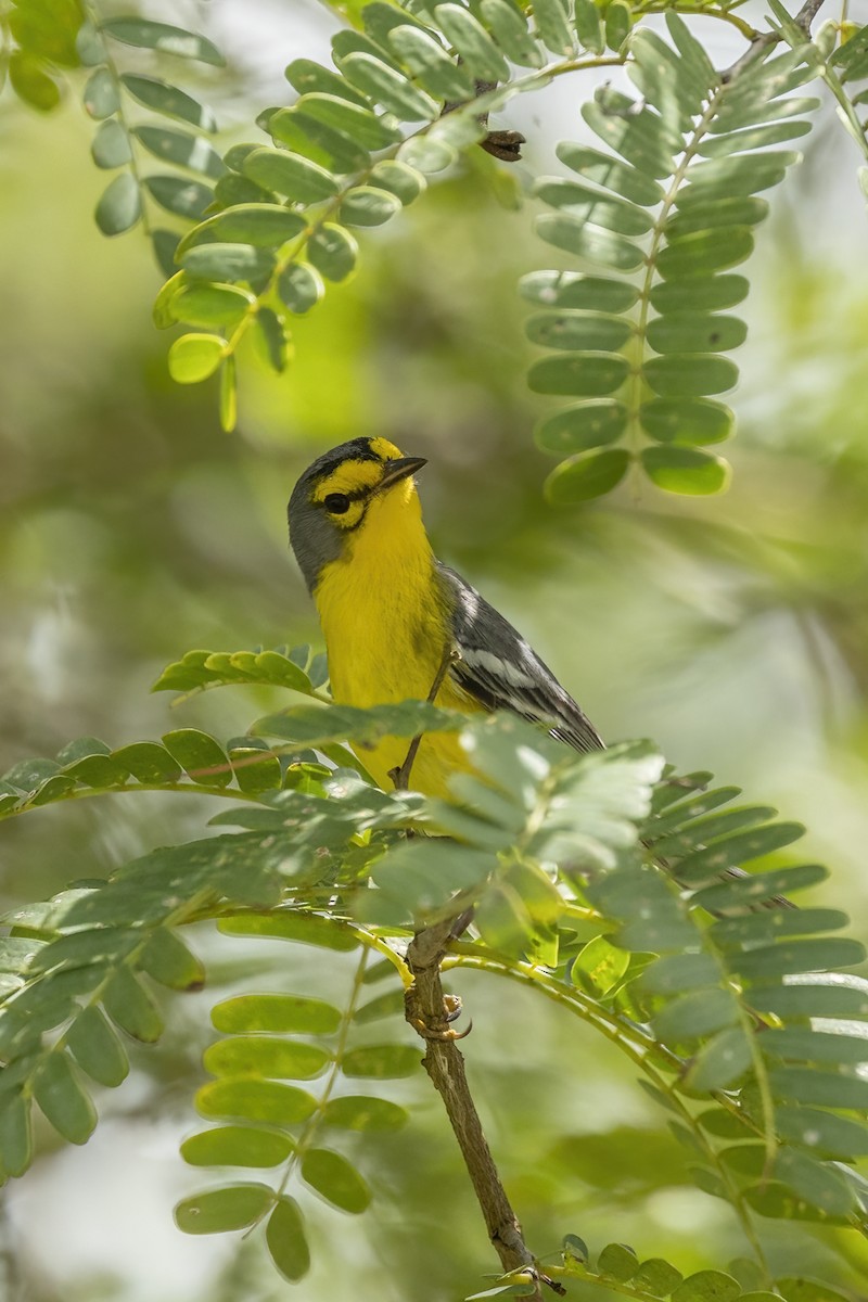 Saint-Lucia-Waldsänger - ML426887221