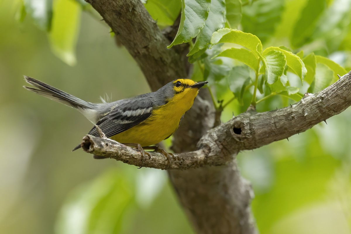 St. Lucia Warbler - ML426887231