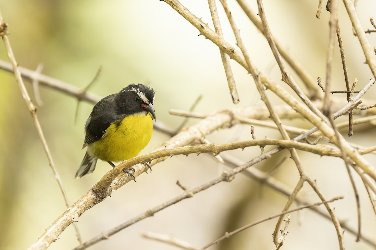 Bananaquit - Matt Trevillion