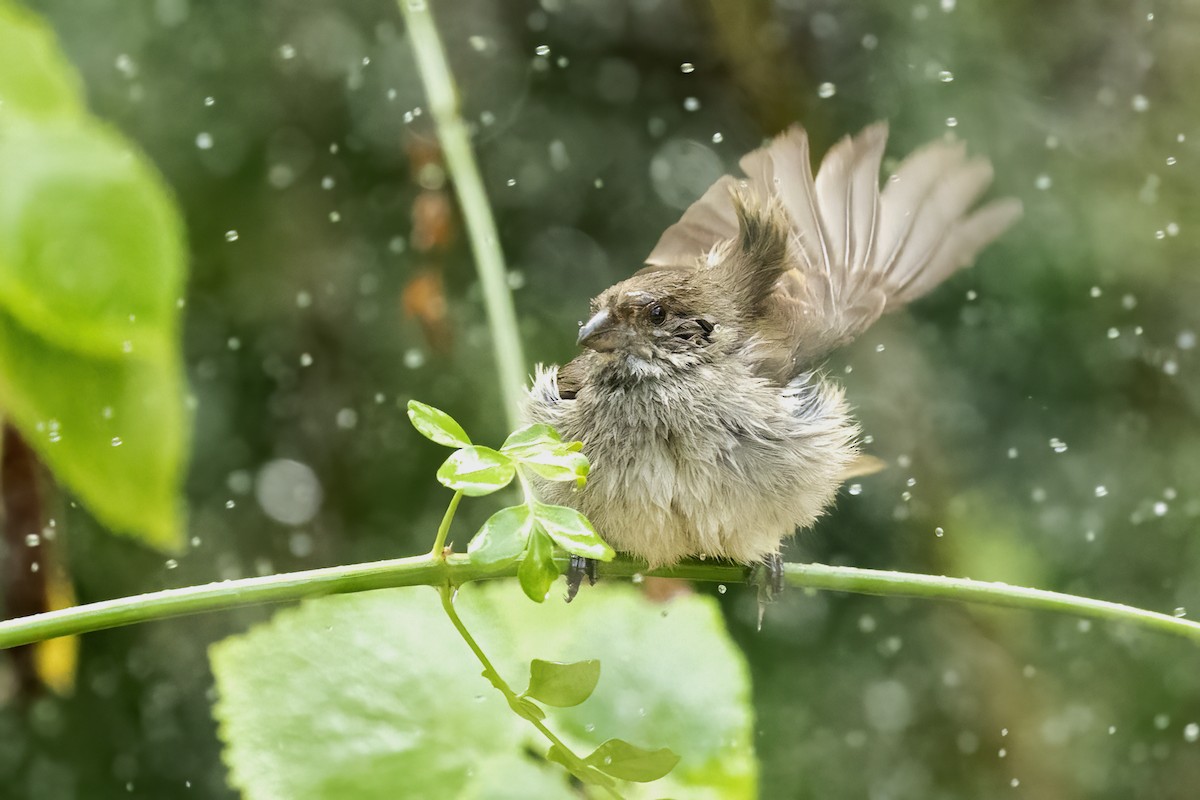 Lesser Antillean Bullfinch - Matt Trevillion