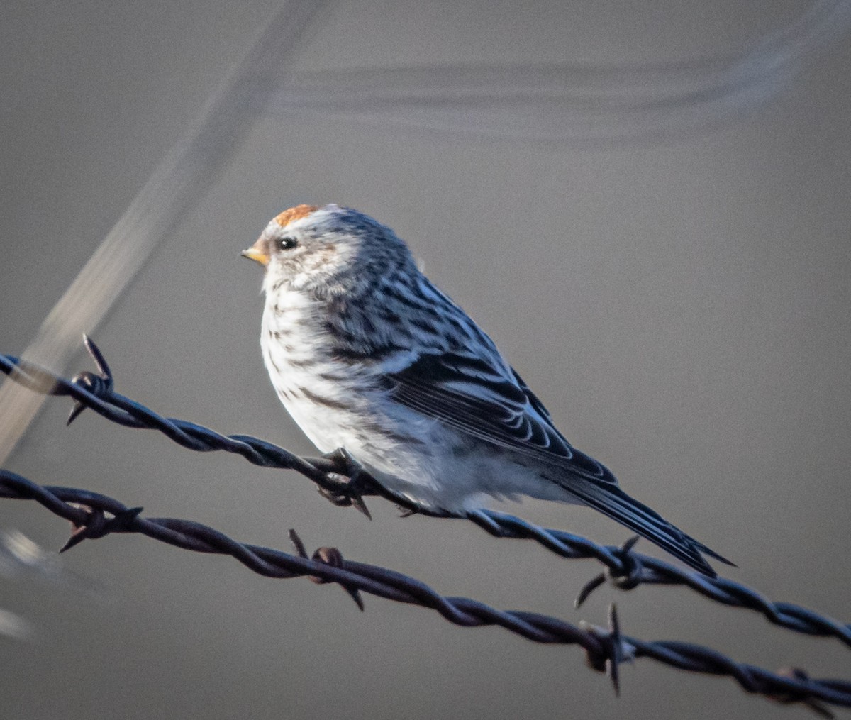 Hoary Redpoll - ML426888491