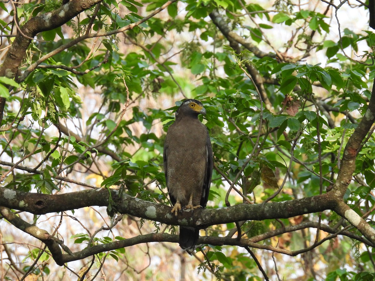 Haubenschlangenadler - ML426889161