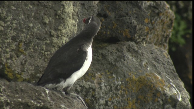 Parakeet Auklet - ML426892