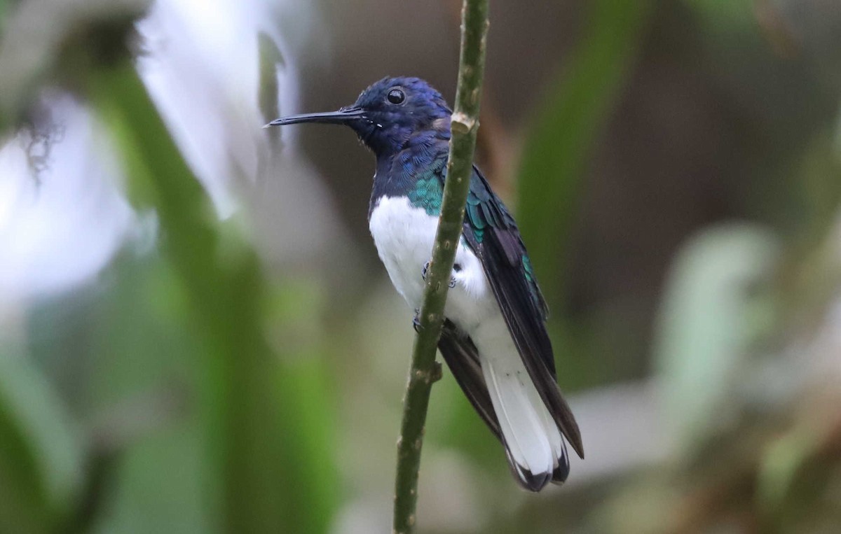 White-necked Jacobin - William Hull