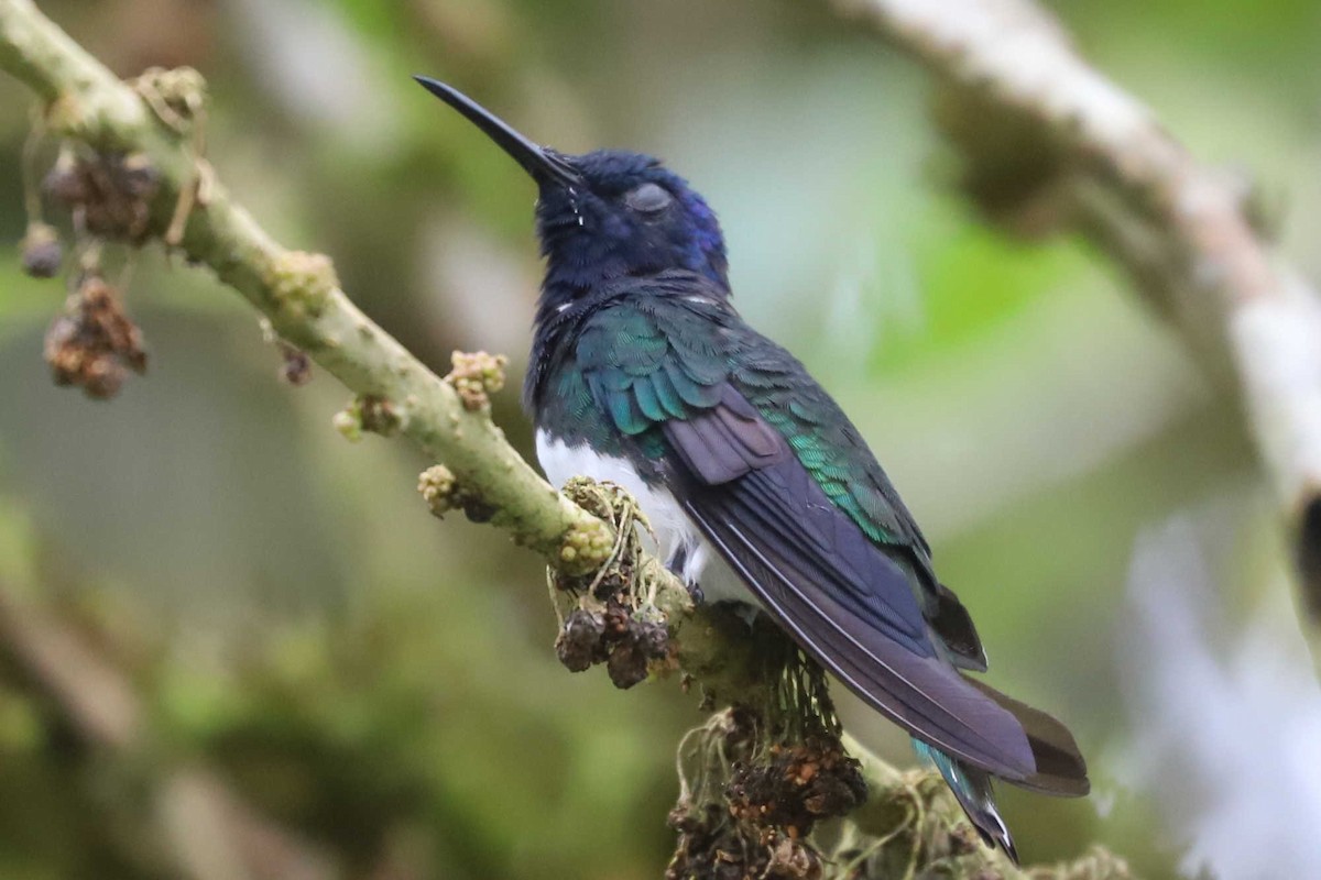 White-necked Jacobin - ML426894531