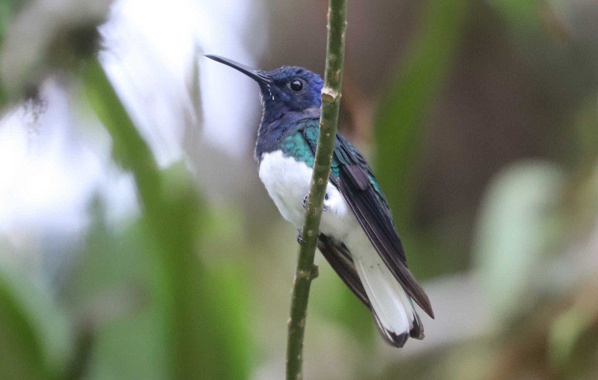 White-necked Jacobin - ML426894551