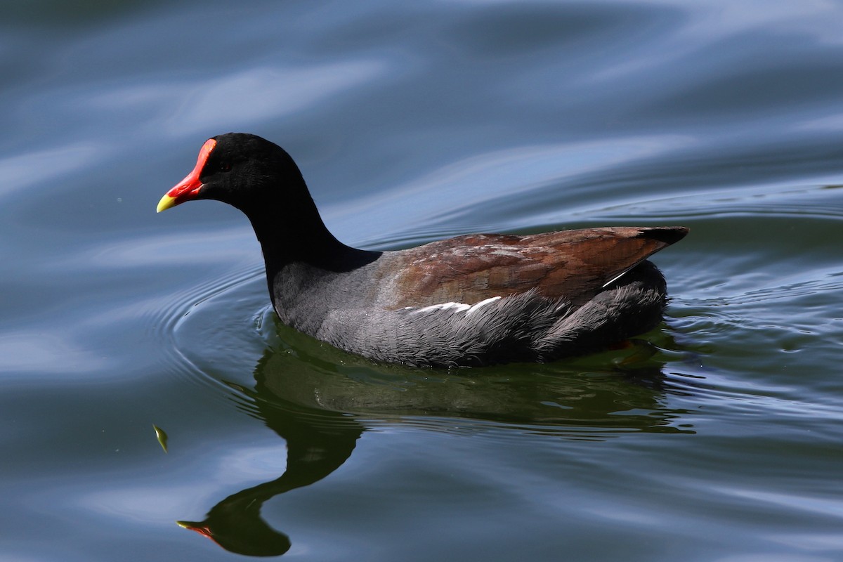 Common Gallinule - Don Brode