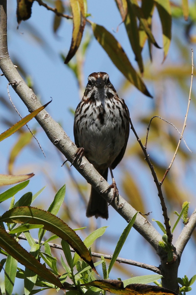 Song Sparrow - Don Brode