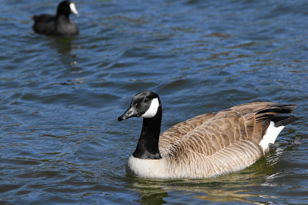 Canada Goose - Don Brode