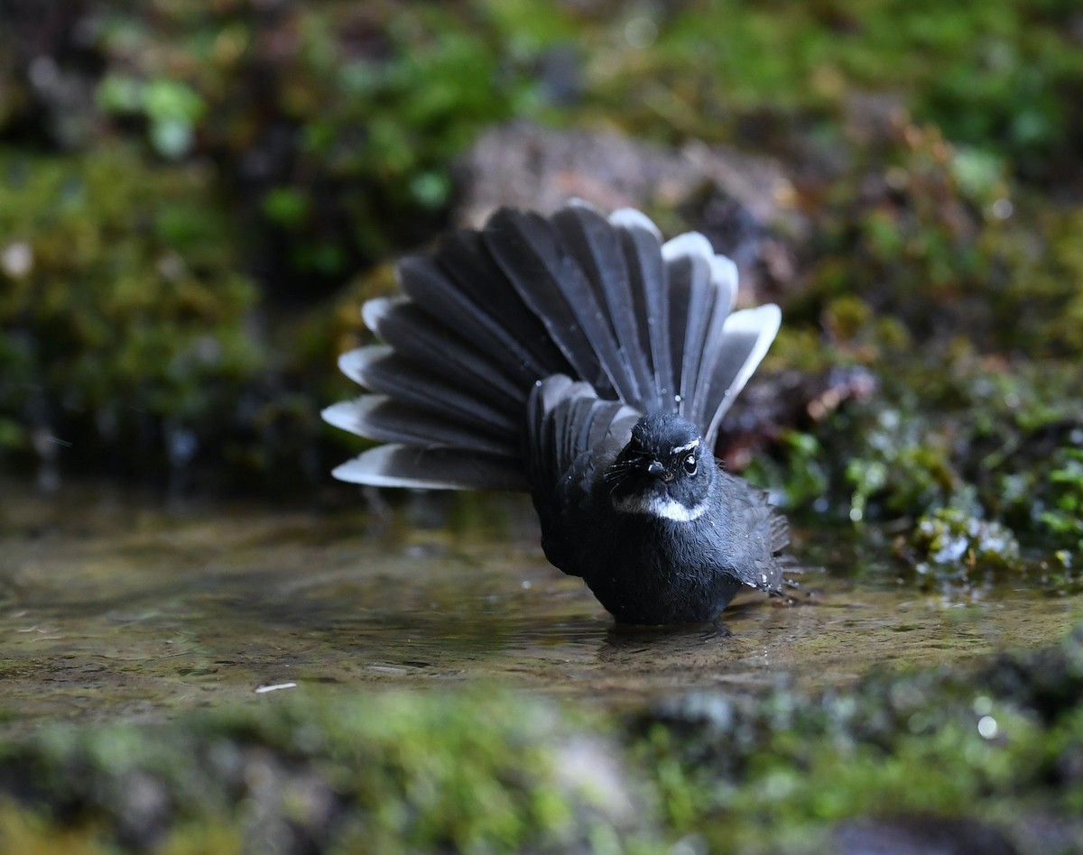 White-throated Fantail - ML426898021