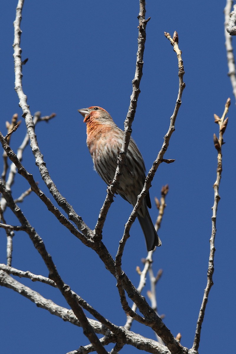 House Finch - Don Brode