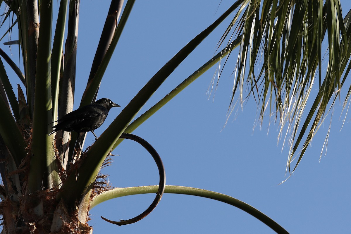 American Crow - ML426898801