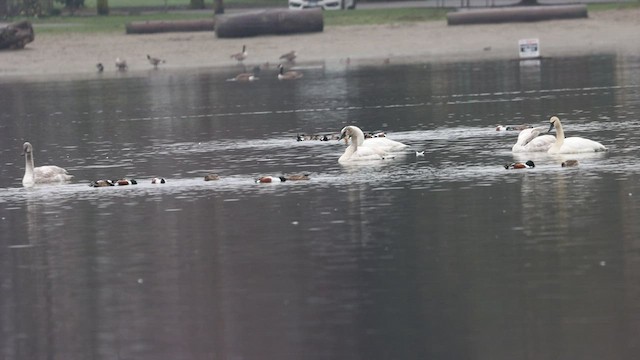 Whooper Swan - ML426898951