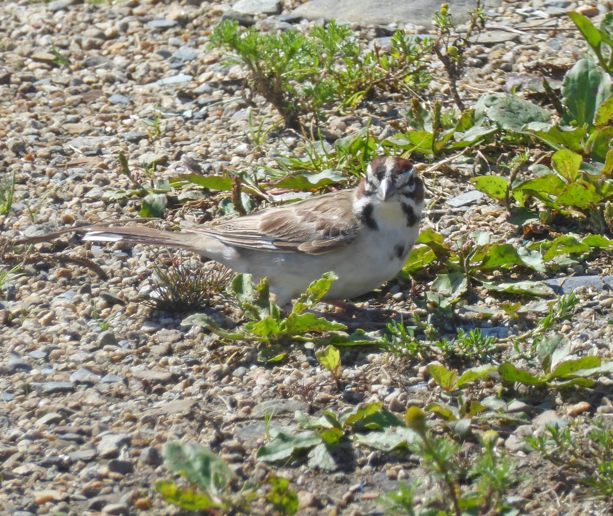 Lark Sparrow - ML426899271