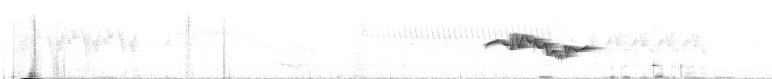 Тимелія-куцохвіст велика (підвид albiventer/pallidior) - ML426900101